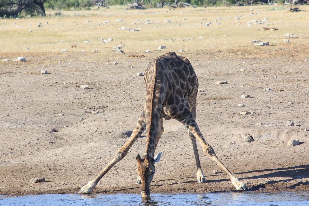 06-Drinking giraffe.jpg - Drinking giraffe